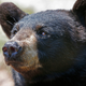 A black bear